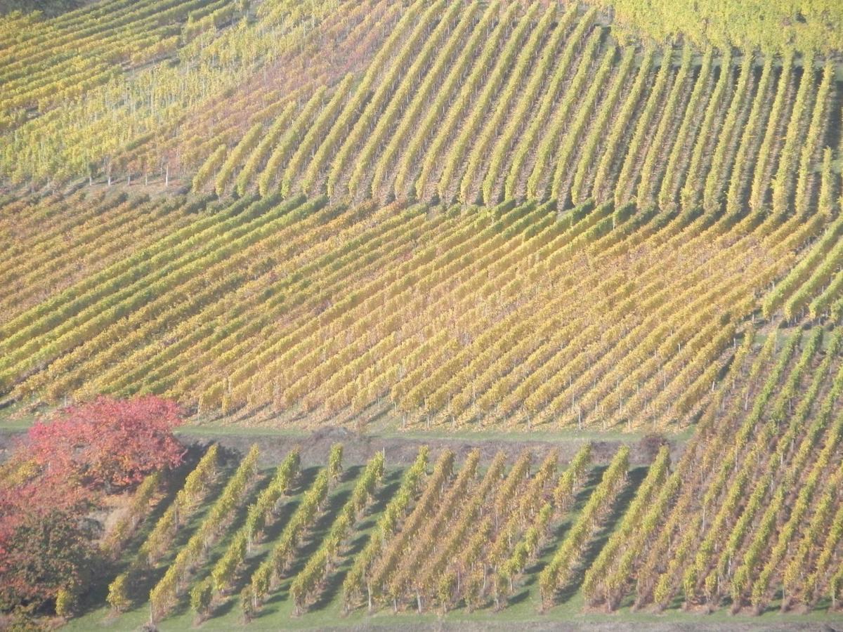 Nid De Cigognes Appartement Rosheim Buitenkant foto